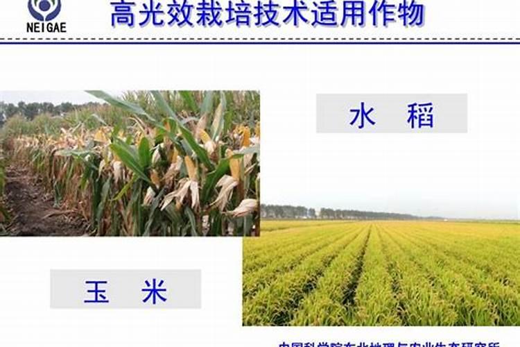 水稻新型栽培技术