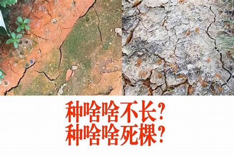怎样预防和消除温室土壤积盐危害？
