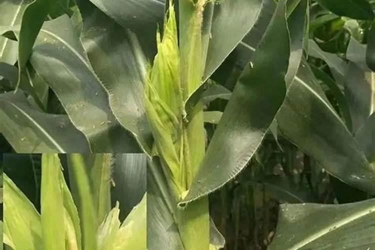 玉米结实不良的症状