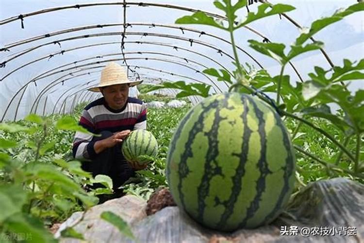 西甜瓜的科学管理：从种植到收获