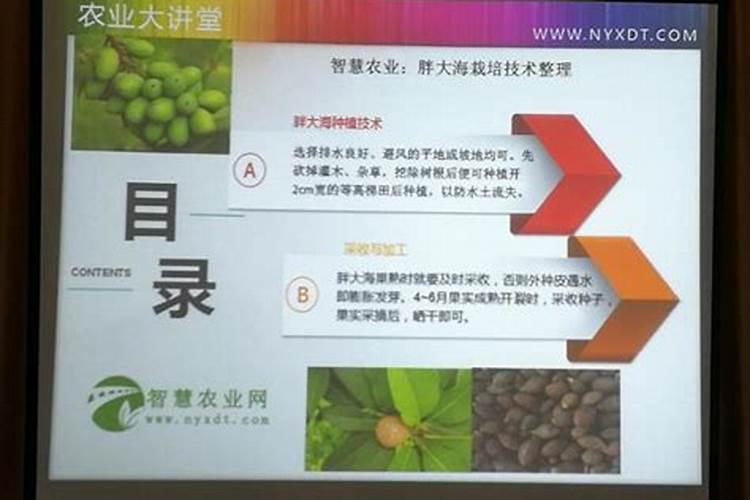 揭秘胖大海的种植之道：从播种到收获的全过程