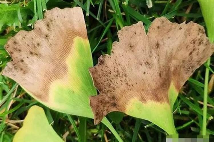 揭秘植物叶片上的“黑灰