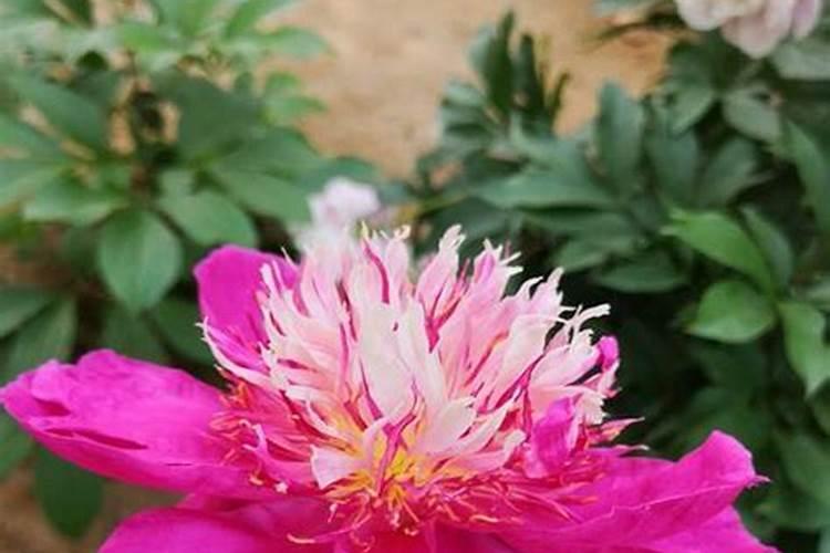 芍药病虫害防治全攻略：守护花卉之美