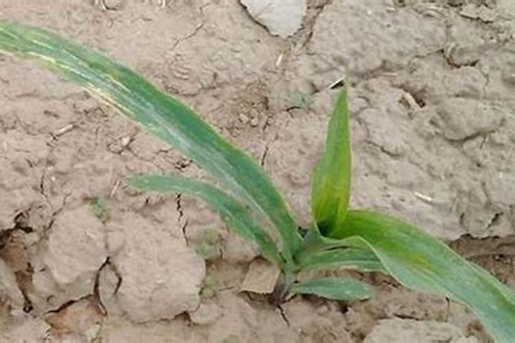 菜豌豆死苗是啥原因？要怎样预防