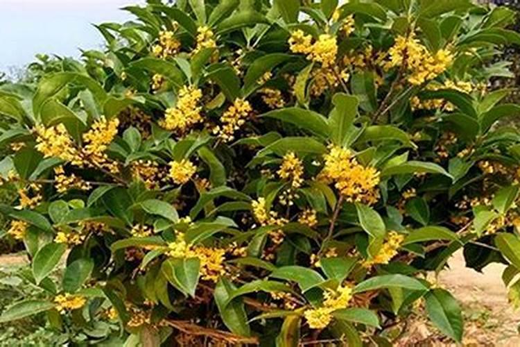 桂花养护秘籍：精准施肥技巧揭秘