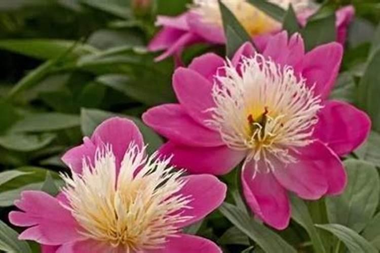 绽放春天的华彩：芍药春季栽培全攻略