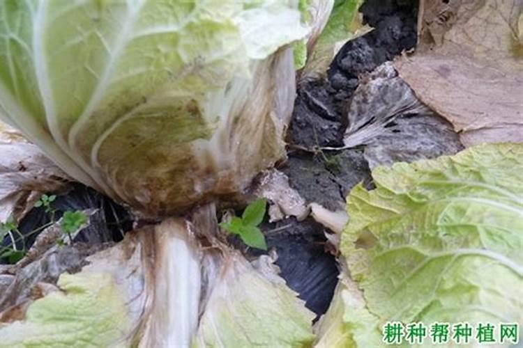 食用菌软腐病的防治方法？