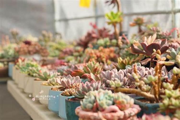冬季养护多肉植物：让爱宠安然度过寒冷季节？