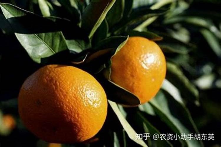 柑橘春天施什么叶面肥最好用？