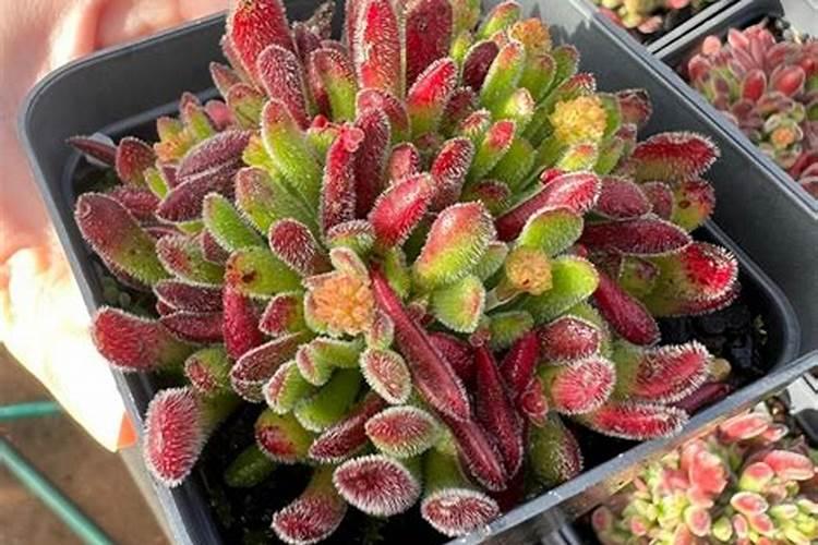 多肉植物梦椿子：守护绿意盎然，远离病虫害的秘诀？