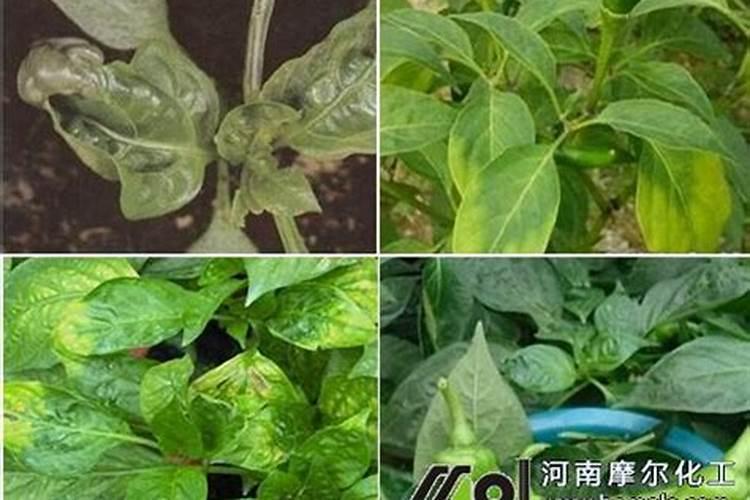 辣椒缺钙的诊断与防治策略