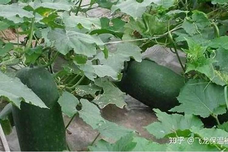 冬瓜病虫害防治