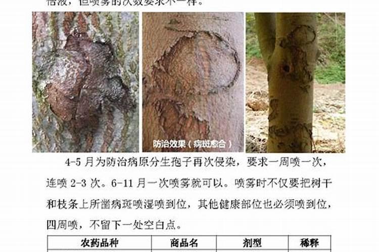 核桃干腐病有哪些症状？如何防治核桃干腐病？
