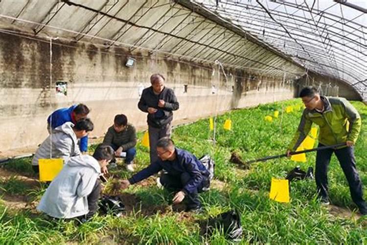 地下守护者：花生田害虫防治的智慧之选