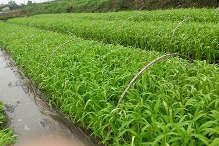 春空心菜的温室种植指南