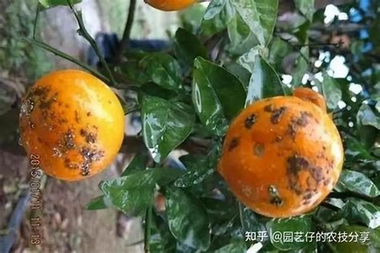 种柑桔常见病虫害的防治