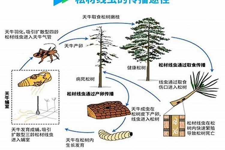 线虫应防治技巧