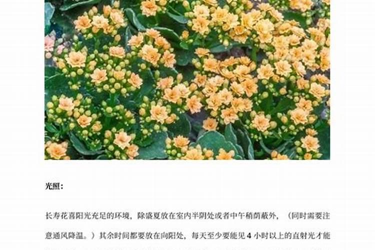 德农88栽培技术要点
