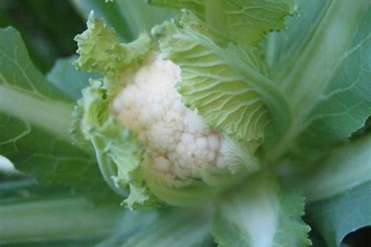 菜花增产秘籍：高效施肥管理技术解析