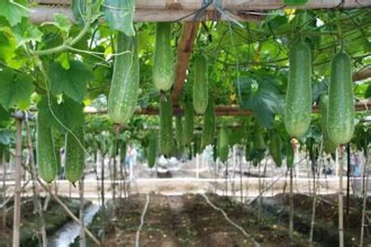 有机北瓜怎么种植会丰产呢，有机北瓜种植高产技术？