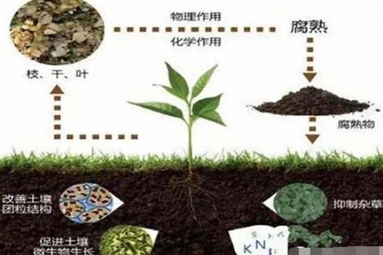土壤之源：有机肥与化肥的深层对话
