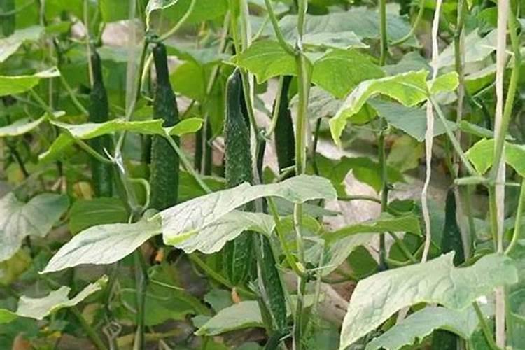 越冬茬黄瓜定植后注意防两病