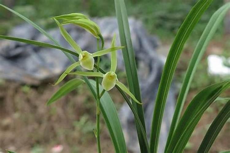 秋季兰花多久施一次肥？