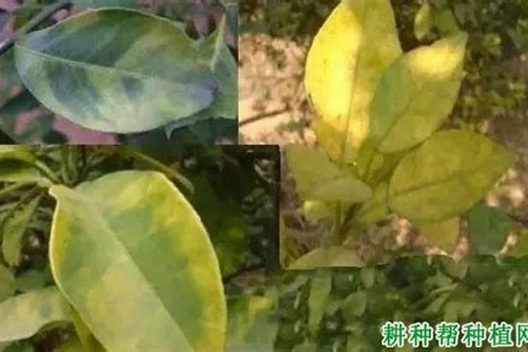 柑橘缺磷症防治