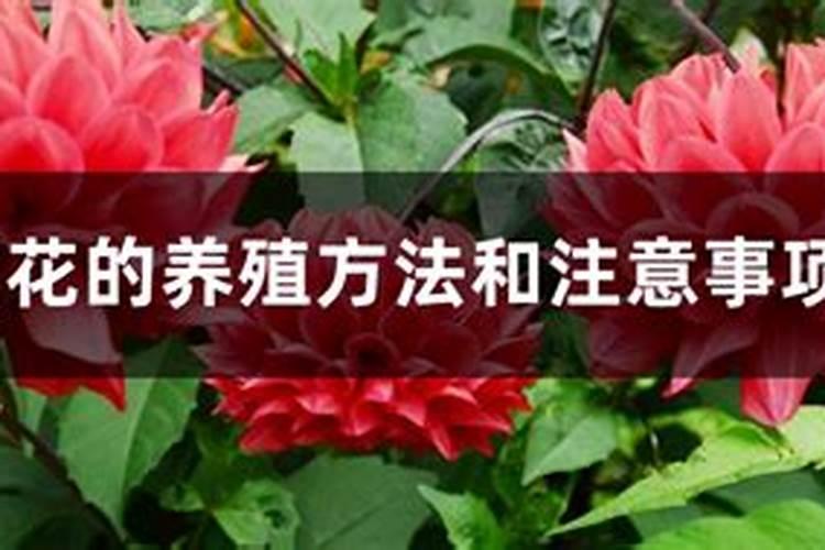 大丽花的养殖方法和注意事项？