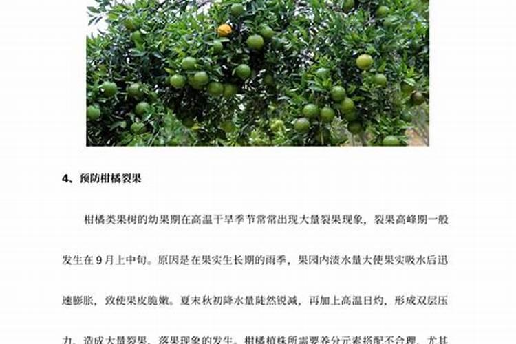 夏橙夏、秋季管理技术要点：确保健康丰收的关键步骤
