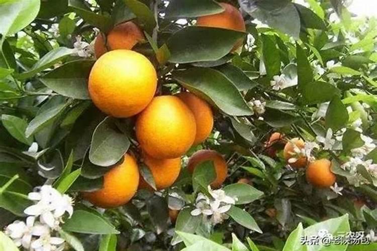 夏橙夏橙栽培技术