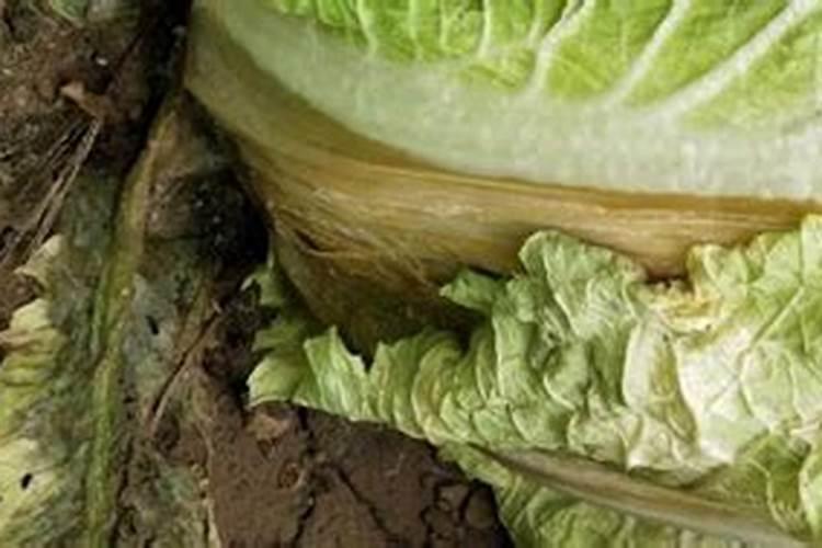 白菜黑腐病的发病症状，附其防治方法？