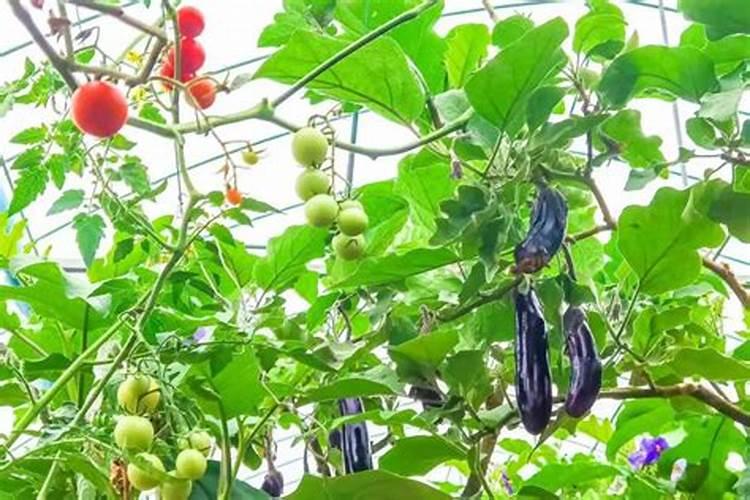 茄科枸杞树施哪种钾肥最好？