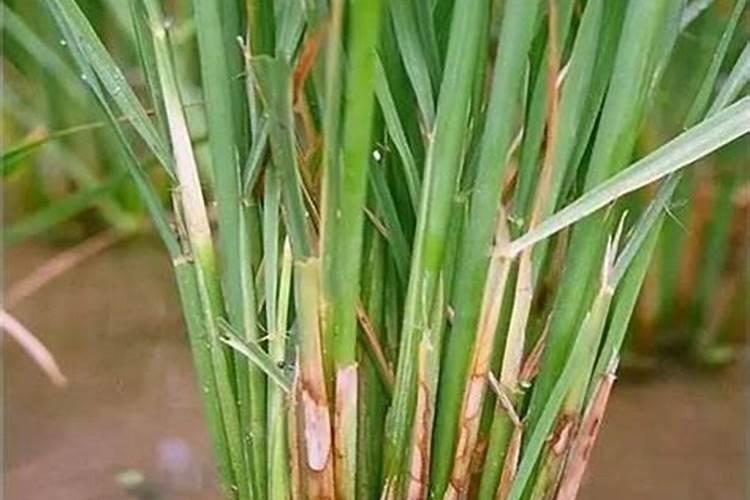 揭秘水稻纹枯病：发病部位及其重要性