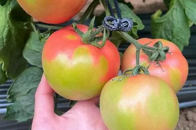 茄果类蔬菜果实着色不良原因