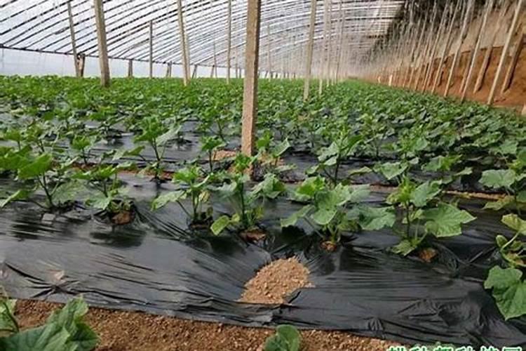 温室蔬菜降湿消雾方法？