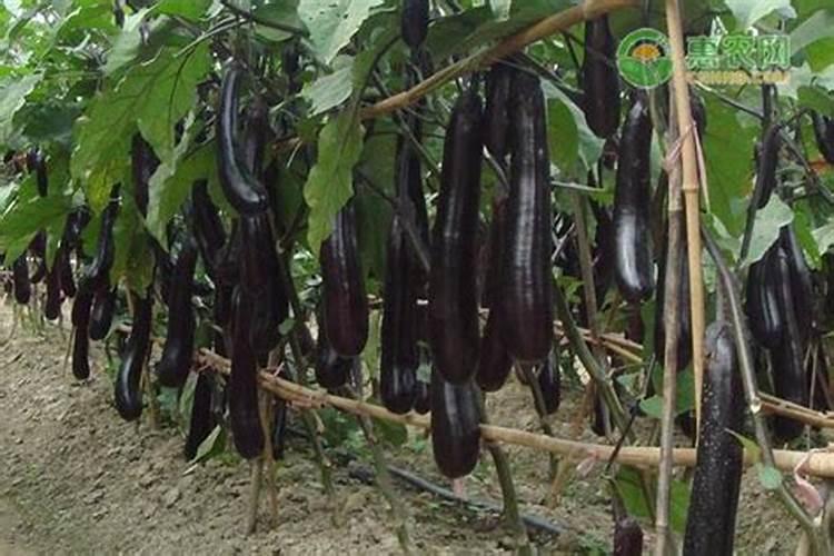 茄子露天种植技术方法是什么