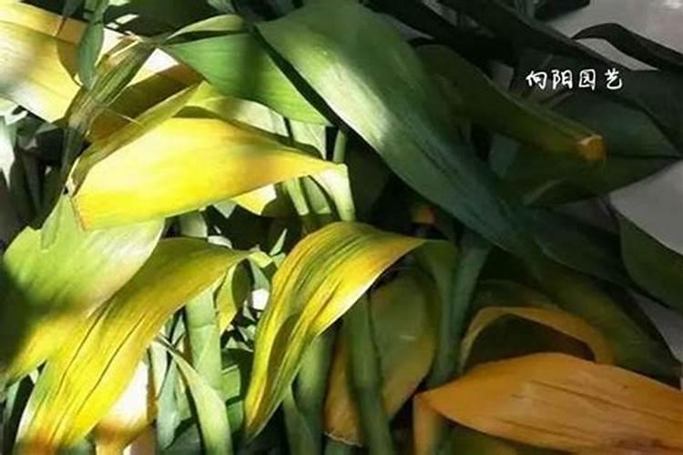 绿植叶子发黄什么原因？