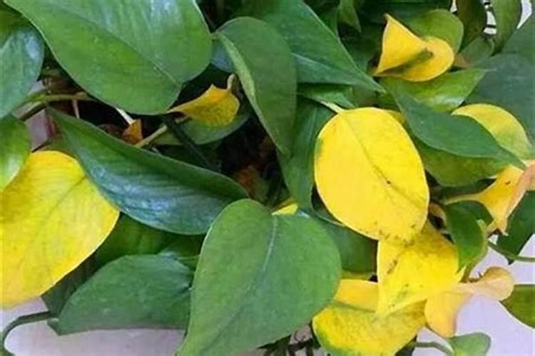 绿植叶子尖发黄怎么办