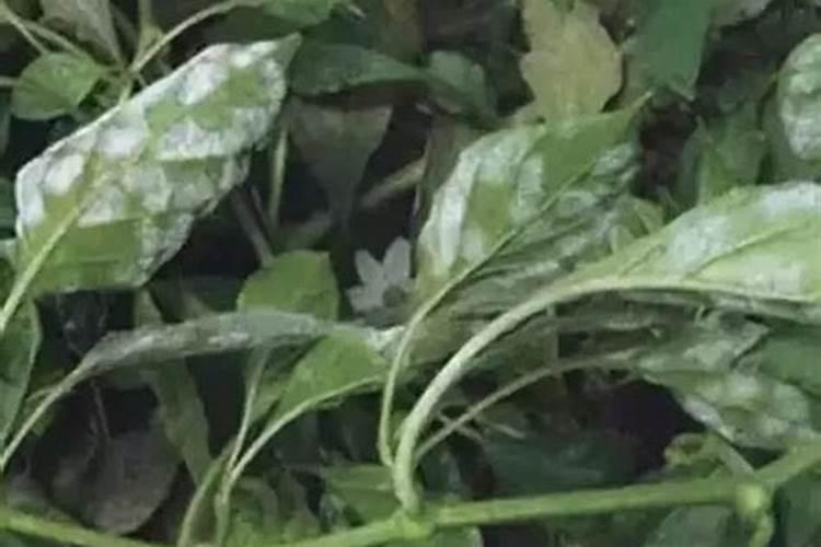 温室白粉虱持续治理技术