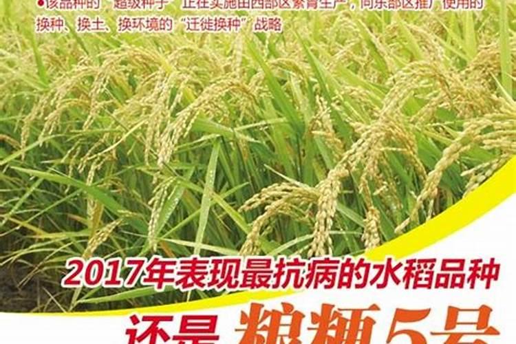 水稻药剂浸种的关键注意事项