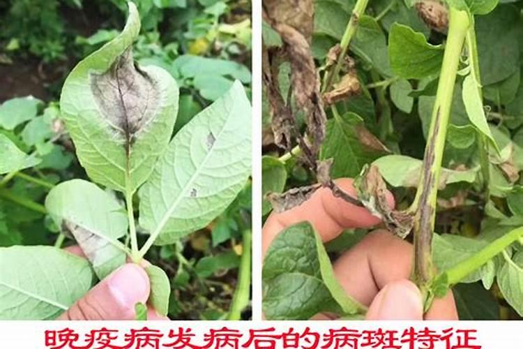 大棚芸豆侵染性病害防治技术