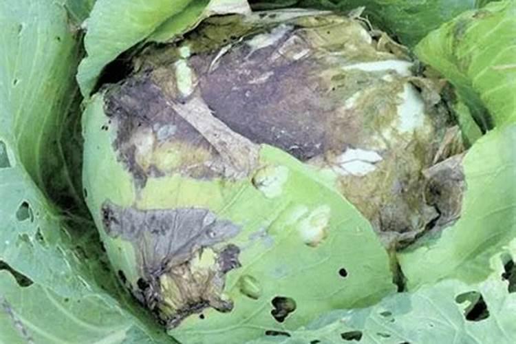 甘蓝菌核病为何发病？有哪些症状？如何防治？