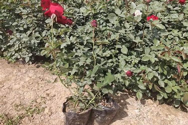 养殖花卉立秋后应该如何施肥？如何避免烂根黄叶？