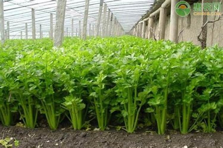 掌握冬季绿意：高效种植冬芹菜的策略与方法？