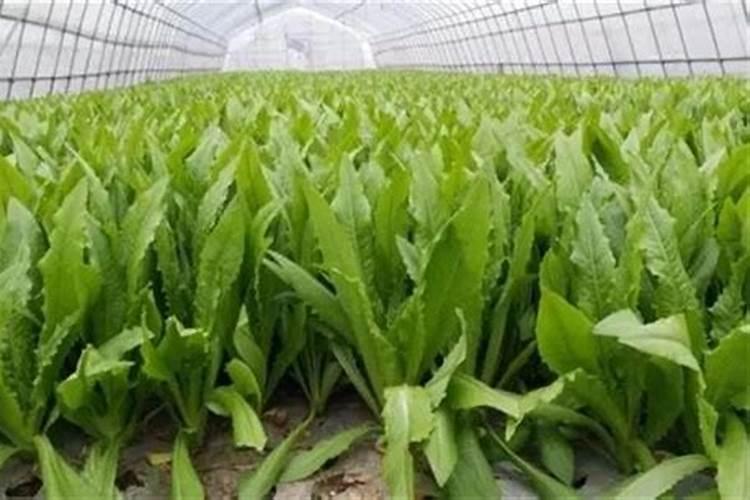 油麦菜用什么肥料好