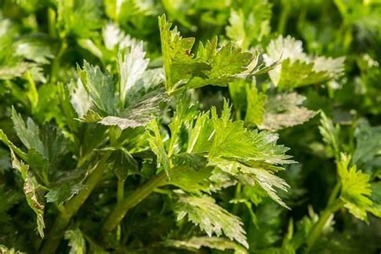芹菜菌核病都有哪些症状？