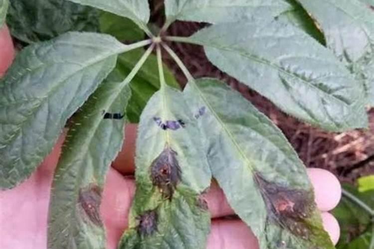 揭秘三七黑斑病：防治技术的科学探索与实践