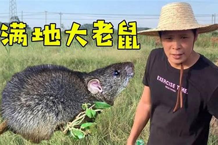 农田里总是来老鼠把庄稼吃了怎么办？