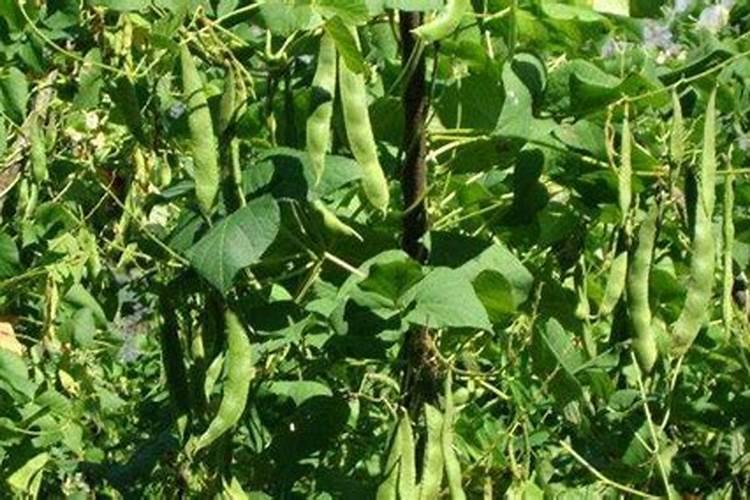 白芸豆的栽培智慧：播种、成长与守护